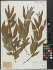 Foto von Salix alba L.